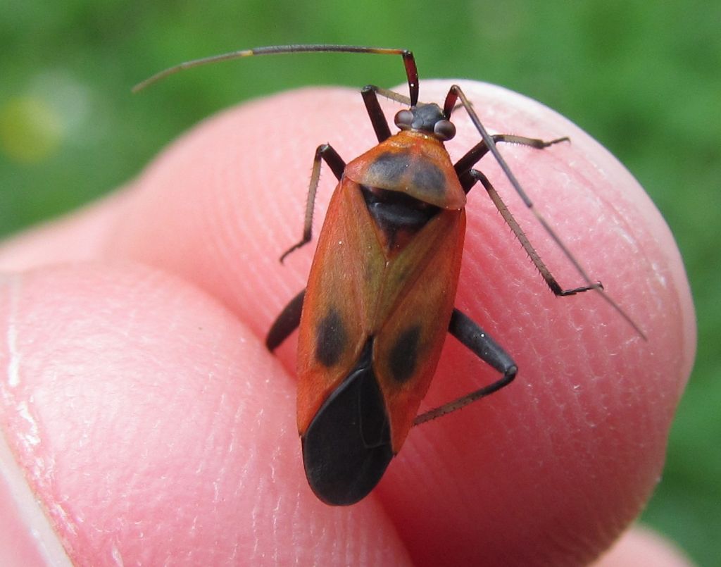 Calocoris nemolaris f.confluens with its nymph